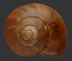 <em>Briansmithia jackstirlingi</em>, dorsal view.
Diameter of shell: 29.5 mm