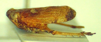 <i>Maeinana hirsuta</i> (Jacobi), holotype female