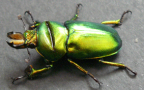 Lucanidae, male. Rowville, Victoria