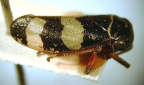 <i>Platyeurymela semifascia</i> (Walker), type species of <i>Platyeurymela</i> Evans.