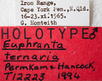 <i>Euphranta ternaria</i> Holotype label