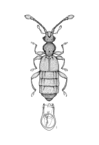 <I>Chalcoplectus depressus </I>Oke