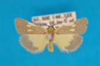 <i>Poliodule poliotricha</i> Turner, 1940, male