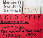 <i>Euphranta meringae</i> Holotype label