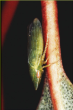 <i>Hackeriana huonensis</i> Evans, adult <i>in situ</i> on eucalypt petiole.