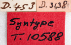 <i>Rioxa araucariae</i> Syntype label