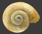 <em>Strangesta confusa</em>, dorsal view.
Diameter of shell: 40.5 mm