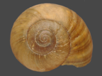 <em>Terrycarlessia bullacea</em>, dorsal view.
Diameter of shell: 22.5 mm