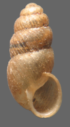 <em>Glyptopupoides egregia</em>, apertural view. Height of shell: 3.7 mm