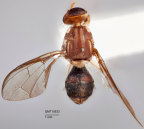 <i>Bactrocera (Bactrocera) abundans</i> Holotype