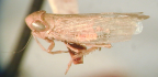 <I>Phrynomorphus fatigandus  </I>Kirkaldy, lectotype male.