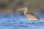 Eastern Curlew, Shoalhaven Heads, NSW