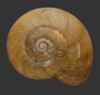 <em>Scagacola eddiei</em>, dorsal view.
Diamater of shell: 20 mm