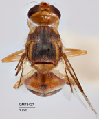 <i>Dacus (Bactrocera) opiliae</i> Holotype