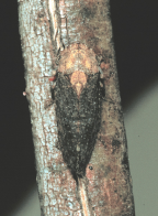 <I>Smicrocotis obscura</I>Kirkaldy, adult  female.