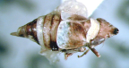 <I>Chiasmus varicolor </I>(Kirkaldy), brachypterous female.