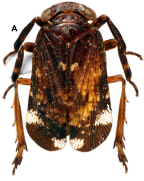 <i>Olonia soulierae</i> Constant, holotype male