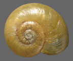 <em>Vitellidelos dulcis</em>, dorsal view.
Diamater of shell: 7 mm