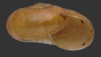 <em>Griffithsina brisbanica</em>, apertural view.