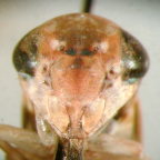 <I>Idioscopus nitidulus</I> (Walker), face of head, female.