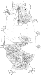 Echiniscidae: <i>Pseudechiniscus</i> sp., female [scale bar = 20 µ]
