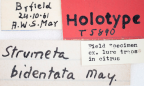 <i>Strumeta bidentata</i> Holotype label