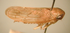 <I>Tenuitartessus blundellensis</I> (Evans), adult male.