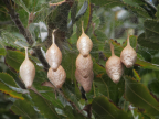 Egg masses of the Magnificent Spider, ACT 2012