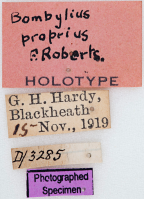 <i>Bombylius proprius</i> Holotype label