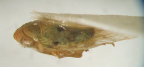 <I>Euleimonios truculentus </I>Fletcher & Condello, holotype male.