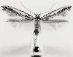 epermeniidae