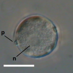 <i>Willaertia magna</i> cyst, showing nucleus (n) and excystment pores (p). Scale = 20 μm.
