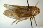 <i>Anyllis spinostylus</i> Liang, adult female (mounted ex ethanol).