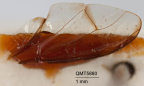 <i>Neodacus strigifinis atritus</i> Holotype