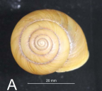 <i>Pallidelix simonhudsoni</i> holotype shell, dorsal