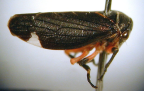 <I>Eurymeloides lineata </I>(Signoret), adult.