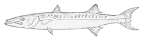 <I>Sphyraena barracuda</I>, holotype of Sphyraena akerstromi</I>