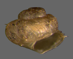 <em>Pupisoma evada</em>, apertural view. Height of shell: 1.6 mm [specimen gold-coated for scanning electron microscopy]