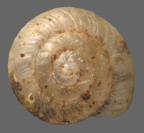 <em>Allenella planorum</em>, dorsal view.
Diameter of shell: 2.8 mm.
