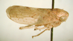 <I>Austrotartessus muiri </I>F. Evans, 1981, adult male.