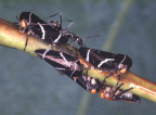 <I>Eurymeloides bicincta </I>(Erichson), adults and nymph with attendant ant.