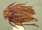 <i>Nirus corticeus</i> Jacobi, lectotype male