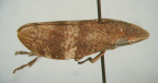 <I>Interocrea nigrofasciata</I> (Kirkaldy), adult.
