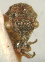 <i>Daymfus montanus</i> (Day), adult, frontal view.