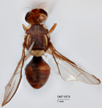 <i>Bactrocera (Bactrocera) unirufa</i> Holotype