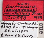 <i>Bactrocera (Zeugodacus) macrovittata</i> Holotype label