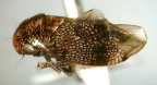 <i>Tolasella maculosa</i> (Evans), adult.