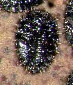 Habitus puparia of <I>Xenaleyrodes eucalyptive</I>