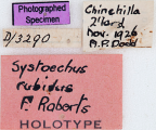 <i>Systoechus rubidus</i> Holotype label