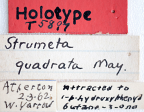 <i>Strumeta quadrata</i> Holotype label